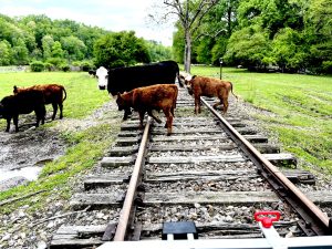 Curious Cows & Calves